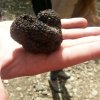 tuber aestivum